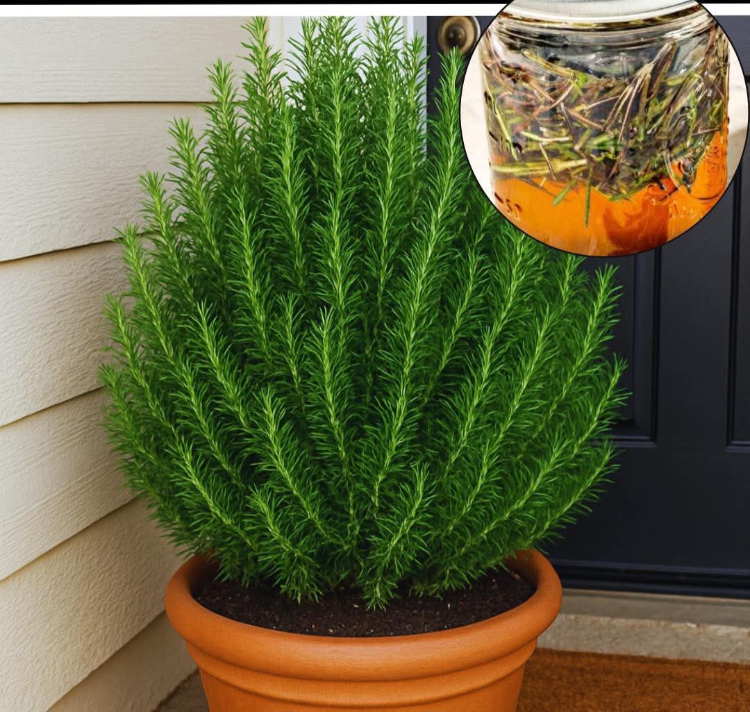 Rosemary by Your Front Door: Benefits, Uses, Recipes & How to Grow It
