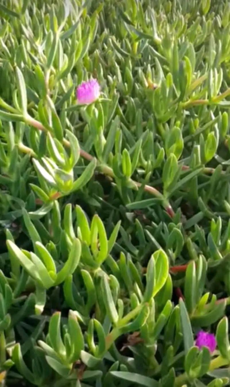 Carpobrotus edulis – Benefits and Uses